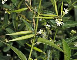 Image result for Ancylobothrys scandens