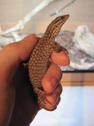 10 Ackie Monitor Ideas Reptiles Monitor Lizard Reptiles And Amphibians