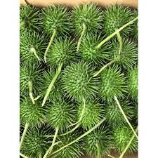 Image result for Cucumis hirsutus