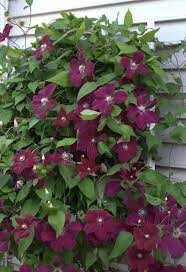 Always plant shallow rooted perennials or seasonal bedding plants around the base of a transplanting a clematis clematis, like most plants, is best transplanted on cool, overcast days, in fall to early spring. Clematis Rouge Cardinal Clematis Plants Clematis Late Summer Flowers