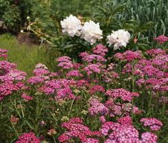 Pin Von Vera Vladi Auf Garten In 2020 Pflanzen Schafgarbe Liebe Blumen