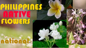 One of the active ingredients in the periwinkle is vincamine, which has been used in numerous scientific studies for years. What Flowers Grow In The Philippines