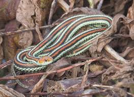Its venom is not highly toxic and rarely proves fatal. Bluestripe Garter Snake Animals Of Miami University Inaturalist
