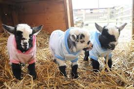 Baby Goats In Onesies Baby Goats In Sweaters Cute Goats Goats In Sweaters