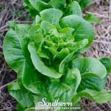 Image result for Lactuca sativa