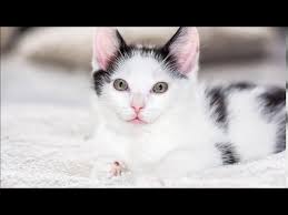 ruyada yavru kedi gormek youtube
