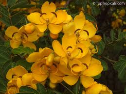Image result for Cassia angolensis