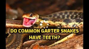 I breed various garter snake species. Do Common Garter Snakes Have Teeth Youtube