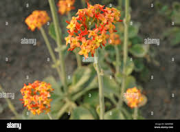 Image result for Kalanchoe lateritia