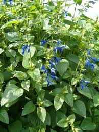 They typically come in yellow or shades of light orange. Florida Perennials Flowers In Florida Florida Plants Annual Plants Perennials Florida Plants