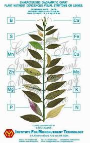 31 Disclosed Nutrient Deficiency Chart