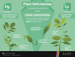 Secondary Common Plant Deficiencies Elite Garden