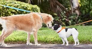 Where to take your puppy for socialization. How To Socialize An Older Dog Expert Trainer Tips Bechewy
