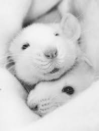 Black And White Mouse Image Explore Jessica Florence S Photos On Flickr Jessica Florence Has Uploaded 311 Photos To Flickr Cute Animals Cute Rats Pet Rats