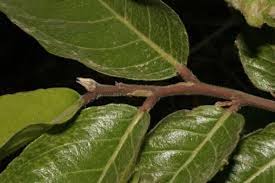 Image result for Maranthes