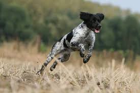 Epagneul Breton Caracteristiques De Cette Race De Chien Animal Fute
