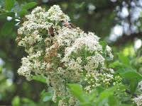 Image result for Ehretia obtusifolia