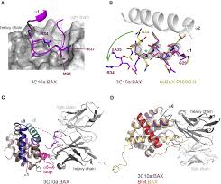 Ensemble Properties of Bax Determine Its Function