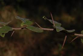 Image result for Dovyalis hispidula