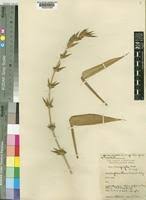 Image result for Oxytenanthera abyssinica