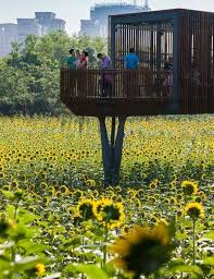 quzhou luming park by turenscape in quzhou zhejiang china the la team www landarchs com tuin architectuur architectuur landschap