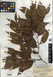 Image result for Cynometra alexandri