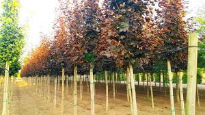 Be the first to review crimson sentry maple click here to cancel reply. European Maple Norway Maple Crimson Sentry Acer Platanoides Crimson Sentry Aceracea Sms Marmara Group