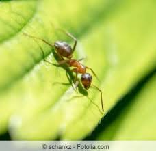 Maybe you would like to learn more about one of these? Was Hilft Gegen Ameisen In Garten Und Wohnung Hausgarten Net