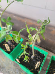 Image result for tomato seedling Tobacco mosaic virus