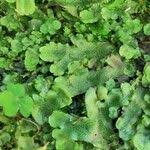 Image result for Sibthorpia europaea