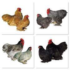 The american poultry association recognizes 25 color varieties of the cochin chicken breed. Assorted Cochin Bantams The Chick Hatchery