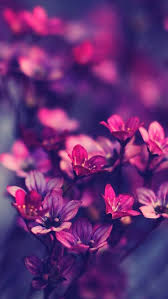 Iphone Flower Backgrounds Group 63 Download hd iphone wallpapers and backgrounds. iphone flower backgrounds group 63