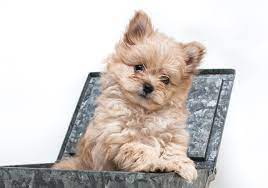Pomapoo Puppies For Sale Adopt Your Puppy Today Infinity Pups Pomapoo Mixed Breed Puppies Puppies For Sale