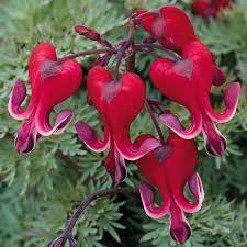 Burning Hearts Bleeding Heart Bareroot At Jackson And Perkins Exoticflowers Bleeding Heart Flower Shade Perennials Bleeding Heart Plant