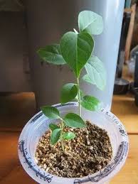 Image result for Stomatostemma monteiroae