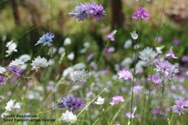 Image result for Polystachya epiphytica