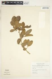 Image result for Strychnos innocua