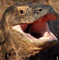 Monitor Lizard Mouth Venomous Komodo Dragons Kill Prey With Wound And Poison Tactics Komodo Komodo Dragon Monitor Lizard