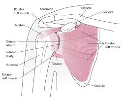 A slap tear is a specific type of labral tear this stands for superior labrum from anterior to posterior. Figure Shoulder Anatomy Anterior View Msd Manual Professional Edition