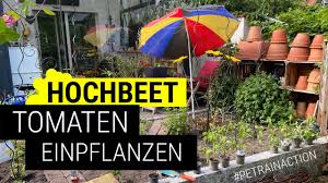 Zahnwachteln für anfänger mit schicker kopfzeichnung. Gartentipps Fur Anfanger Bauerngartenfee De