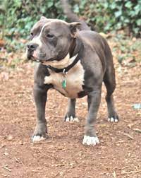 American Bully Breed Information History Health Pictures And More