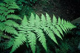 Image result for Macrothelypteris