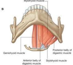 Floor Of Mouth Neck Muscles Human Anatomy And Physiology Dental Anatomy Dental Jokes