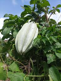 Image result for Telfairia occidentalis