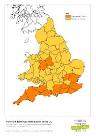 Of these species in the united kingdom is significantly declining and if breeding is not correctly done, the little owl may become extinct. Where Are Dormice Extinct People S Trust For Endangered Species