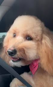 What's everyone feeding their dogs and making special accommodations?