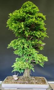 Some tree species are better suited to bonsai training than others. Japanese Cedar Bonsai John Milton Bonsai Bonsai Seeds Bonsai Tree Bonsai Tree Care