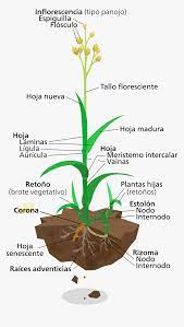 An elephant's trunk can throw a man many hundreds of yards across a landscape, but. Labelled Diagram Of Elephant Grass Png Download Grass Plant Diagram Transparent Png Kindpng