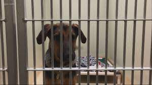 Maybe you would like to learn more about one of these? Where To Adopt Pet During Coronavirus Kgw Com