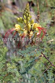 Image result for Erythrostemon